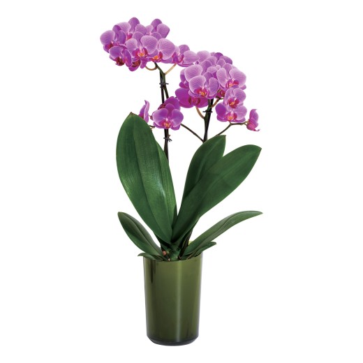 小さな胡蝶蘭 ラント（L） キュート | 【TSUNAGU SENSHUKAI】出産